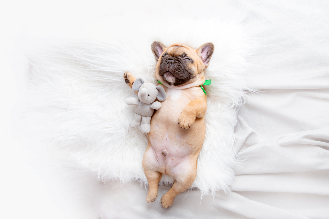 ¿Por qué mi perro se come la cama?