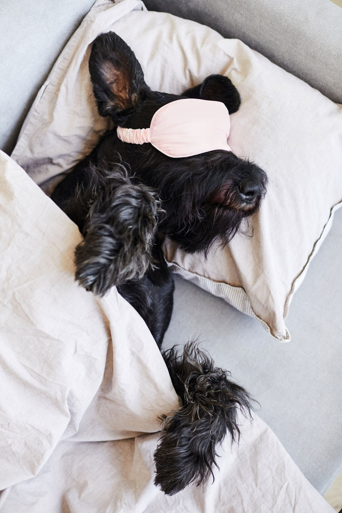 ¿Cómo elegir la cama ideal para mi mascota?